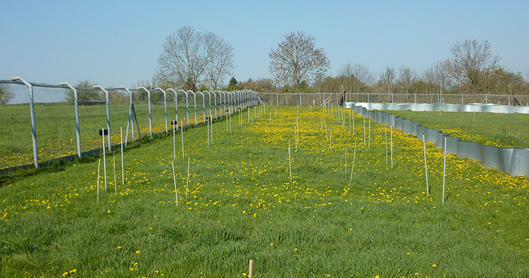 NutNet site at the Jena Experiment in Germany ©Christiane Roscher / UFZ